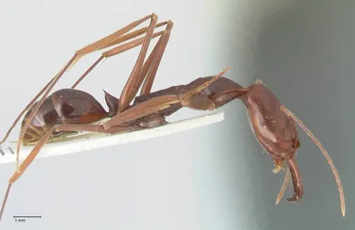 Odontomachus angulatus specimen FOCOL1078 image focol1078_4