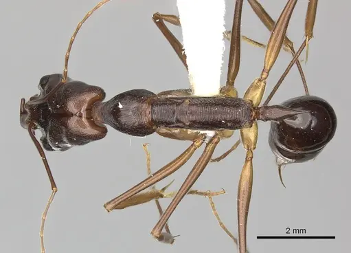 Odontomachus animosus specimen CASENT0270616 image casent0270616_1