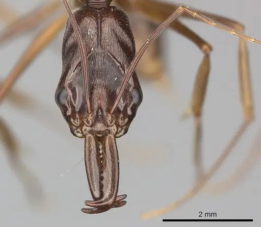 Odontomachus animosus specimen CASENT0270616 image casent0270616_2