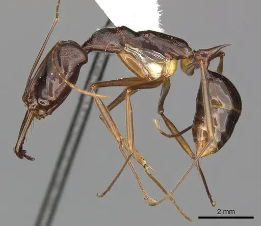 Odontomachus animosus specimen CASENT0270616 image casent0270616_3