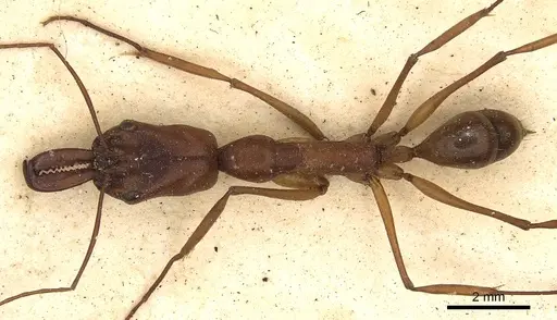 Odontomachus animosus specimen CASENT0901333 image casent0901333_1