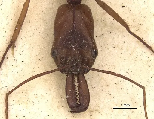Odontomachus animosus specimen CASENT0901333 image casent0901333_2