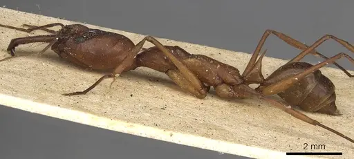 Odontomachus animosus specimen CASENT0901333 image casent0901333_3