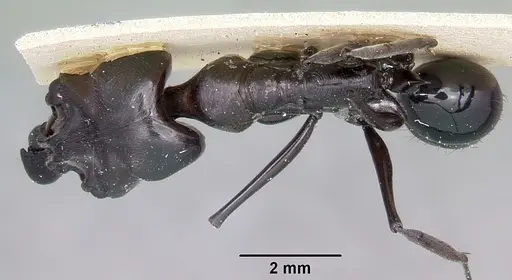 Odontomachus assiniensis specimen CASENT0104655 image casent0104655_1