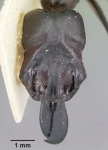 Odontomachus assiniensis specimen CASENT0104655 image casent0104655_2