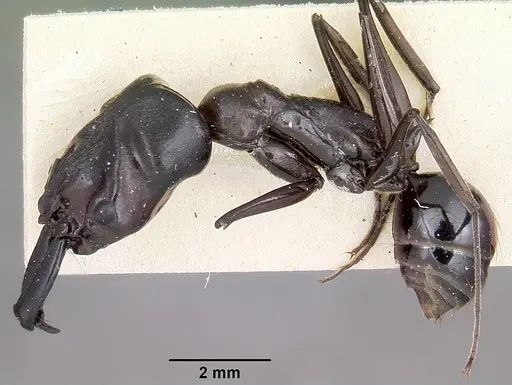 Odontomachus assiniensis specimen CASENT0104655 image casent0104655_3