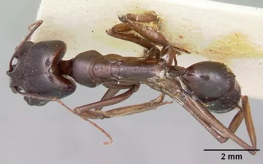 Odontomachus assiniensis specimen CASENT0104656 image casent0104656_1
