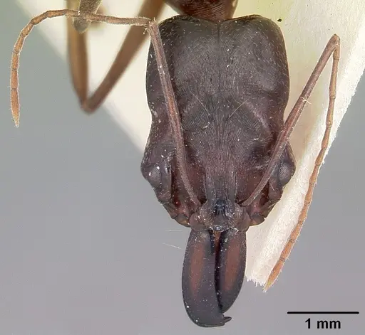 Odontomachus assiniensis specimen CASENT0104656 image casent0104656_2