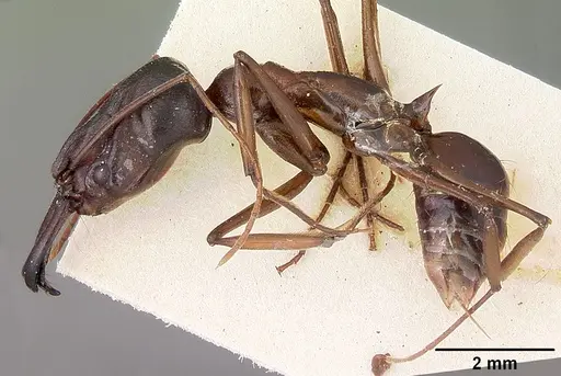 Odontomachus assiniensis specimen CASENT0104656 image casent0104656_3