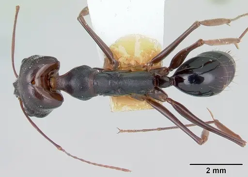 Odontomachus assiniensis specimen CASENT0178262 image casent0178262_1