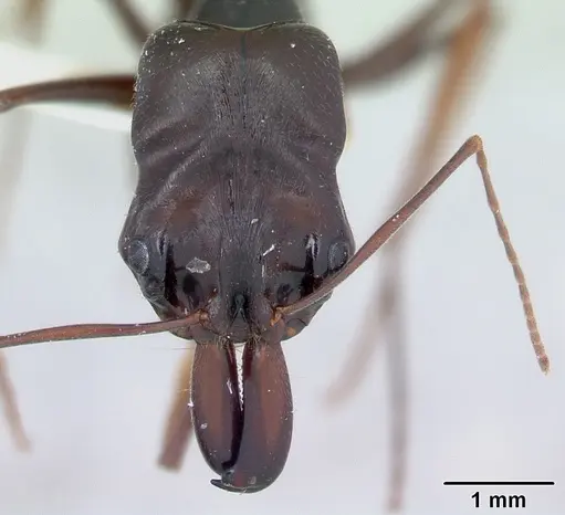 Odontomachus assiniensis specimen CASENT0178262 image casent0178262_2
