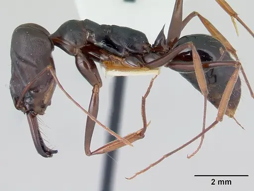 Odontomachus assiniensis specimen CASENT0178262 image casent0178262_3