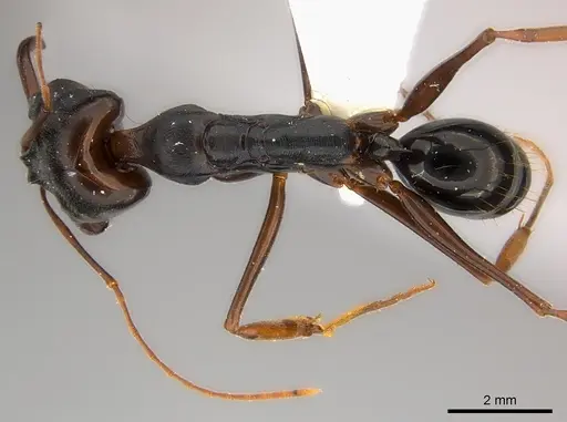 Odontomachus assiniensis specimen CASENT0217181 image casent0217181_1