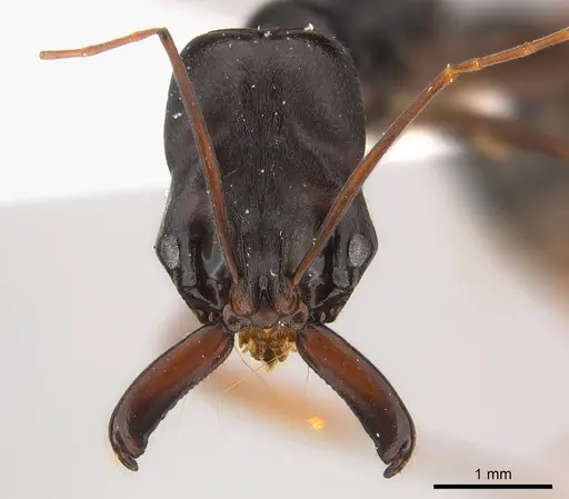 Odontomachus assiniensis specimen CASENT0217181 image casent0217181_2