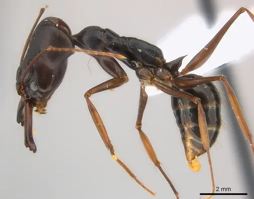 Odontomachus assiniensis specimen CASENT0217181 image casent0217181_3
