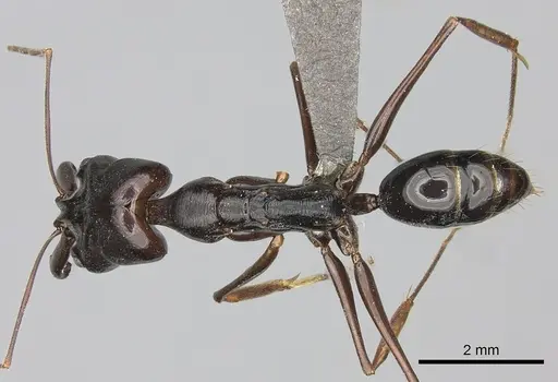 Odontomachus assiniensis specimen CASENT0235558 image casent0235558_1