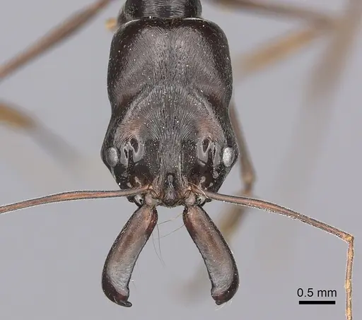 Odontomachus assiniensis specimen CASENT0235558 image casent0235558_2