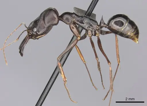 Odontomachus assiniensis specimen CASENT0235558 image casent0235558_3