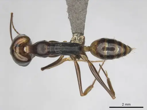 Odontomachus assiniensis specimen CASENT0250098 image casent0250098_1