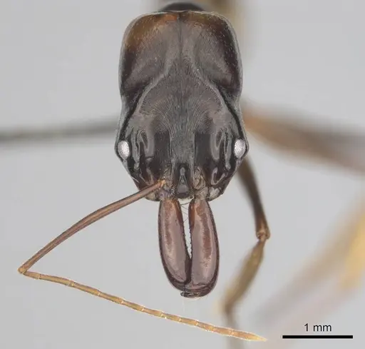 Odontomachus assiniensis specimen CASENT0250098 image casent0250098_2