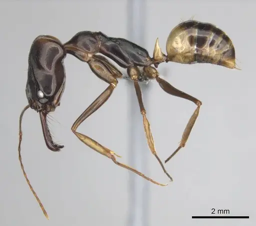 Odontomachus assiniensis specimen CASENT0250098 image casent0250098_3