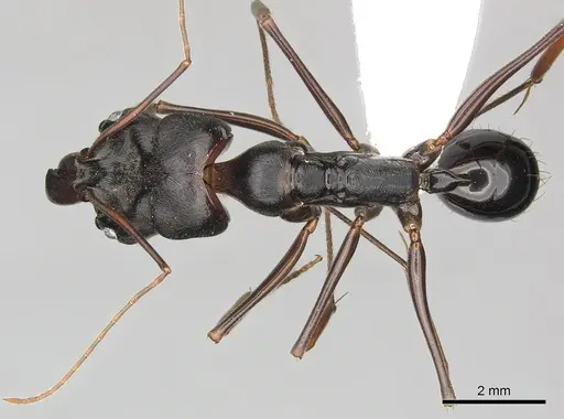 Odontomachus assiniensis specimen CASENT0270614 image casent0270614_1