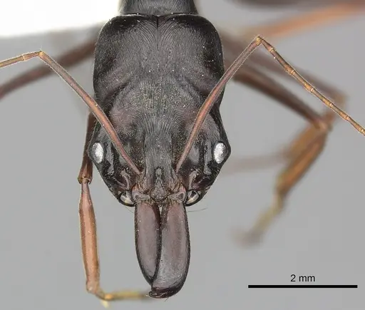 Odontomachus assiniensis specimen CASENT0270614 image casent0270614_2