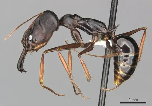 Odontomachus assiniensis specimen CASENT0270614 image casent0270614_3