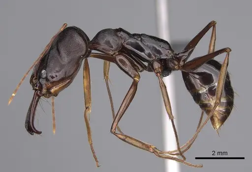 Odontomachus assiniensis specimen CASENT0354600 image casent0354600_1