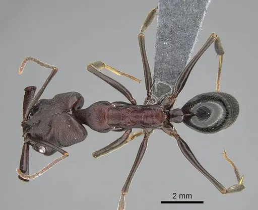 Odontomachus assiniensis specimen CASENT0785948 image casent0785948_1