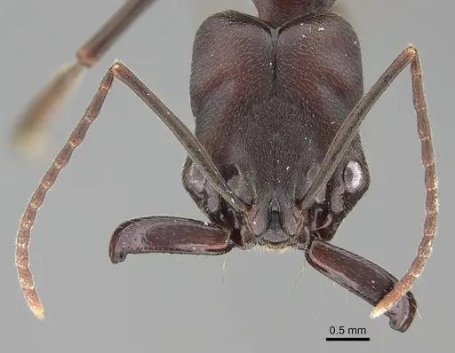 Odontomachus assiniensis specimen CASENT0785948 image casent0785948_2