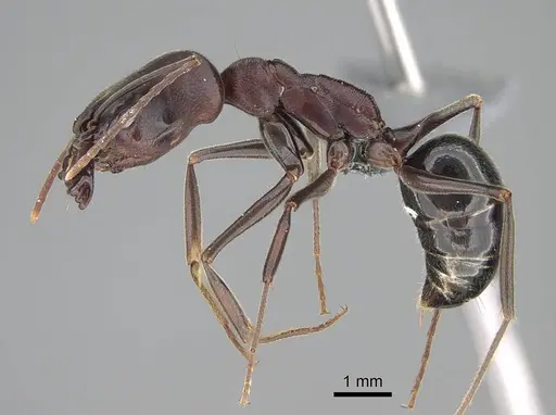 Odontomachus assiniensis specimen CASENT0785948 image casent0785948_3