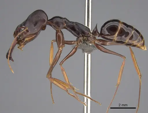Odontomachus assiniensis specimen CASENT0821680 image casent0821680_1