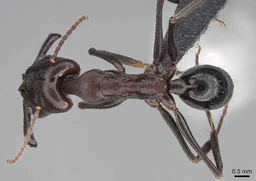 Odontomachus assiniensis specimen CASENT0822206 image casent0822206_1