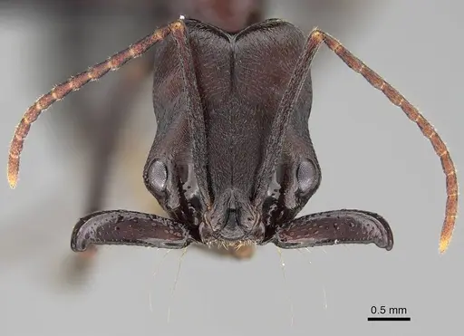 Odontomachus assiniensis specimen CASENT0822206 image casent0822206_2