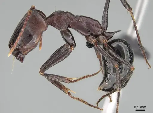 Odontomachus assiniensis specimen CASENT0822206 image casent0822206_3