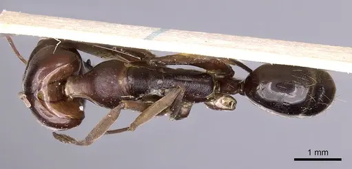 Odontomachus assiniensis specimen CASENT0900580 image casent0900580_1