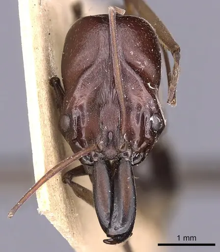 Odontomachus assiniensis specimen CASENT0900580 image casent0900580_2
