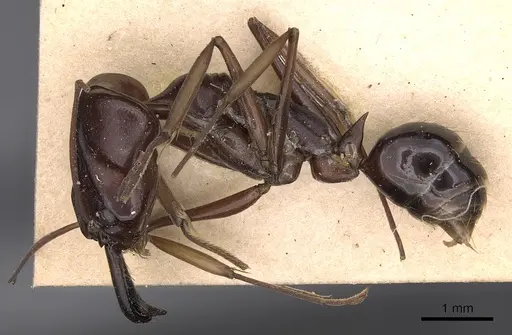 Odontomachus assiniensis specimen CASENT0900580 image casent0900580_3