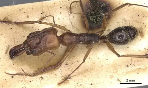 Odontomachus assiniensis specimen CASENT0904001 image casent0904001_1