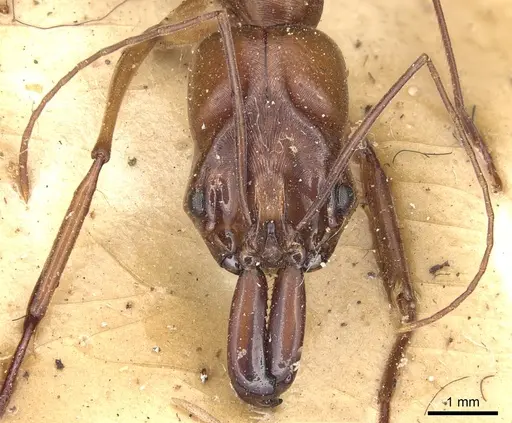 Odontomachus assiniensis specimen CASENT0904001 image casent0904001_2