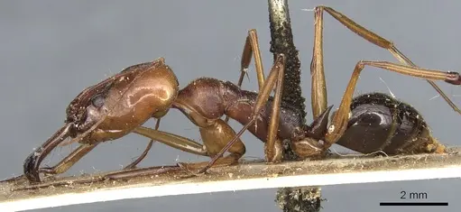 Odontomachus assiniensis specimen CASENT0904001 image casent0904001_3