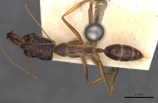 Odontomachus assiniensis specimen CASENT0907424 image casent0907424_1