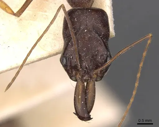Odontomachus assiniensis specimen CASENT0907424 image casent0907424_2