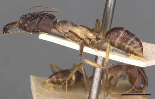 Odontomachus assiniensis specimen CASENT0907424 image casent0907424_3