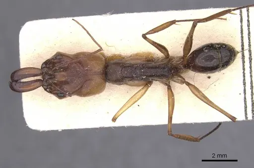 Odontomachus assiniensis specimen CASENT0913746 image casent0913746_1