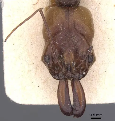 Odontomachus assiniensis specimen CASENT0913746 image casent0913746_2
