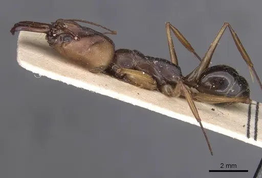 Odontomachus assiniensis specimen CASENT0913746 image casent0913746_3