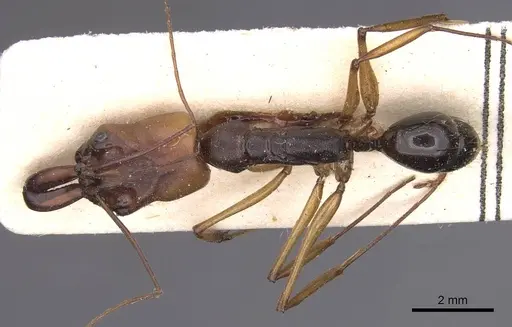 Odontomachus assiniensis specimen CASENT0915470 image casent0915470_1