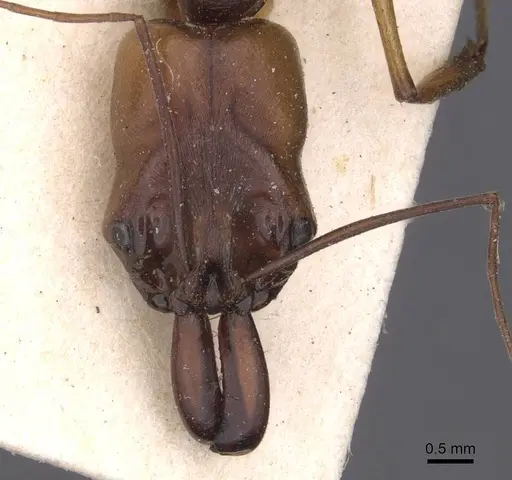 Odontomachus assiniensis specimen CASENT0915470 image casent0915470_2